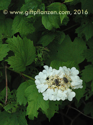 Gemeiner Schneeball (Viburnum opulus)