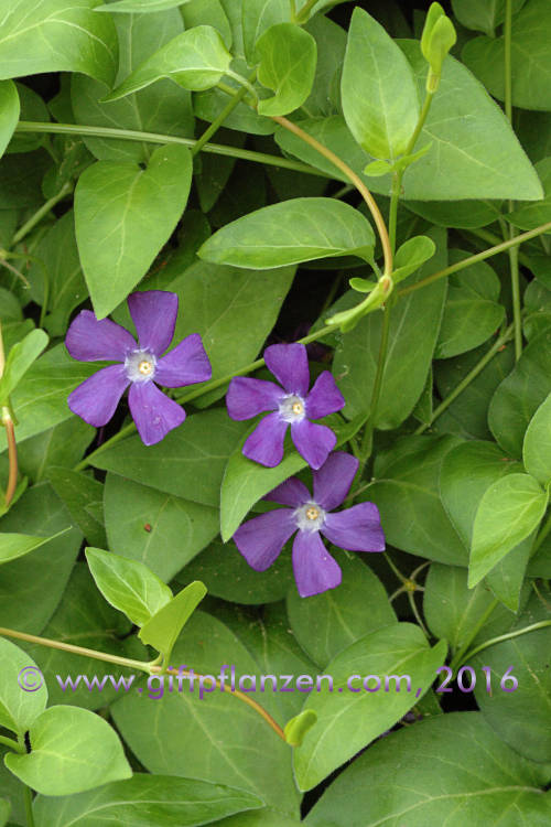 Groes Immergrn (Vinca major)