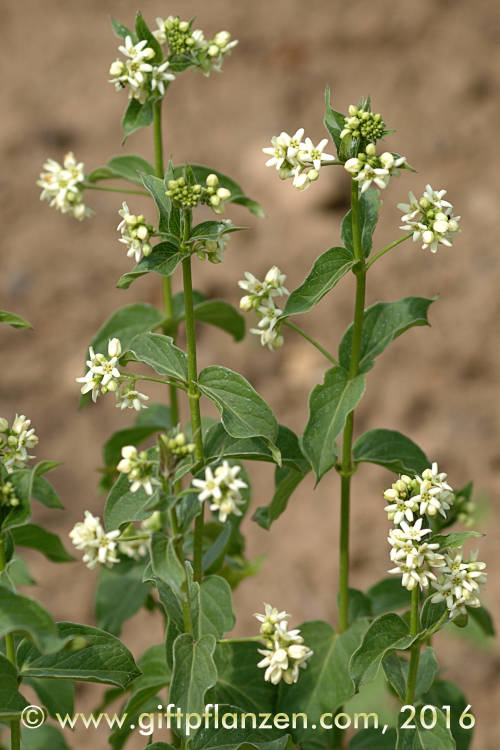 Weie Schwalbenwurz (Vincetoxicum hirundinaria)
