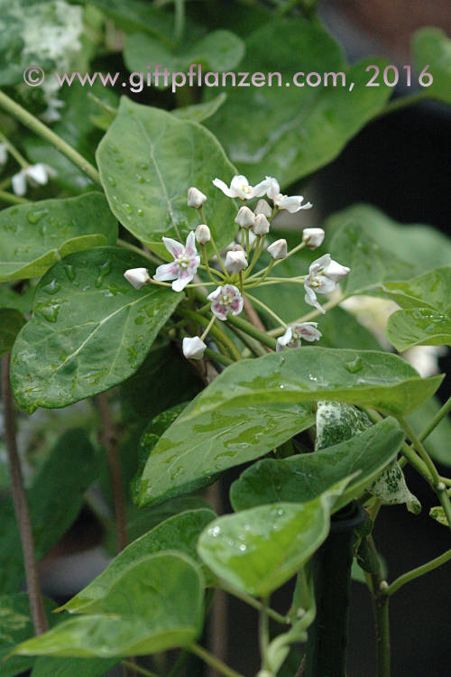 Chinesische Wattakaka-Schlinge (Wattakaka sinensis)