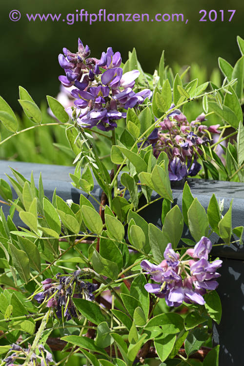 Amerikanischer Blauregen (Wisteria frutescens)