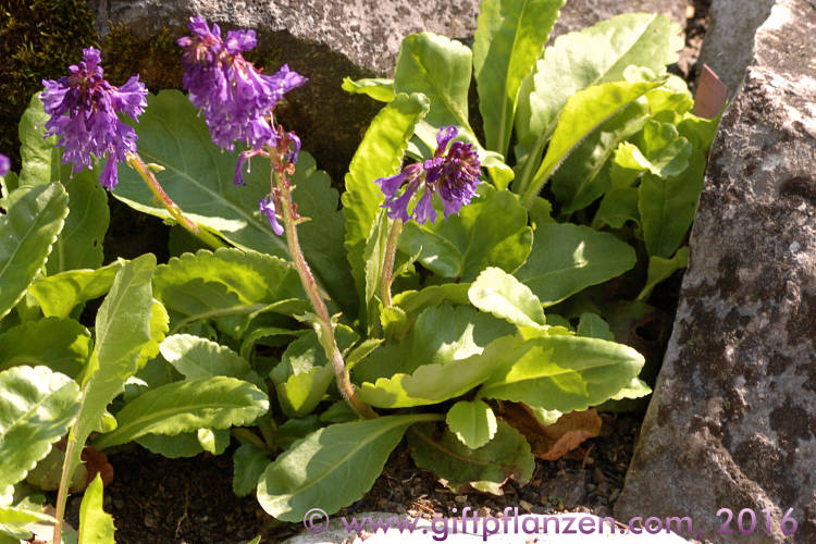 Wulfenie (Wulfenia carinthiaca)