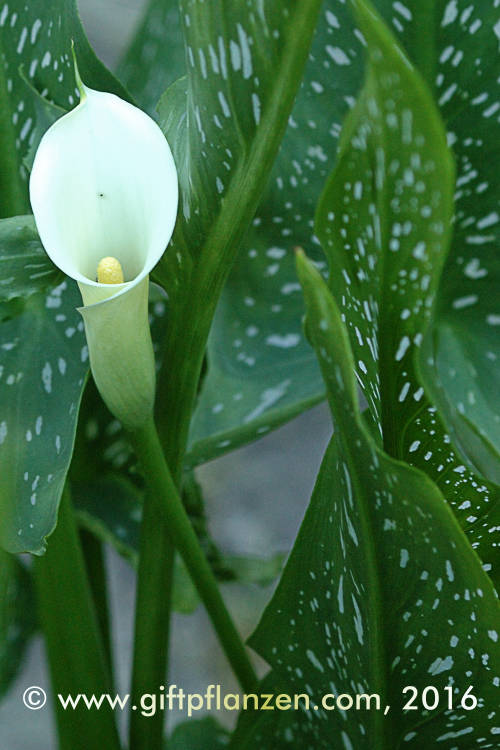 Weifleckige Zimmercalla (Zantedeschia albomaculata)