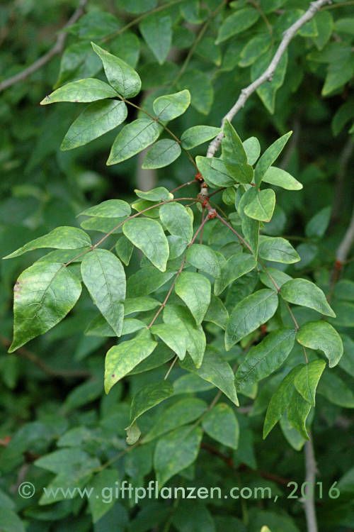 Zahnwehholz, Amerikanische Stachelesche (Zanthoxylum americanum)
