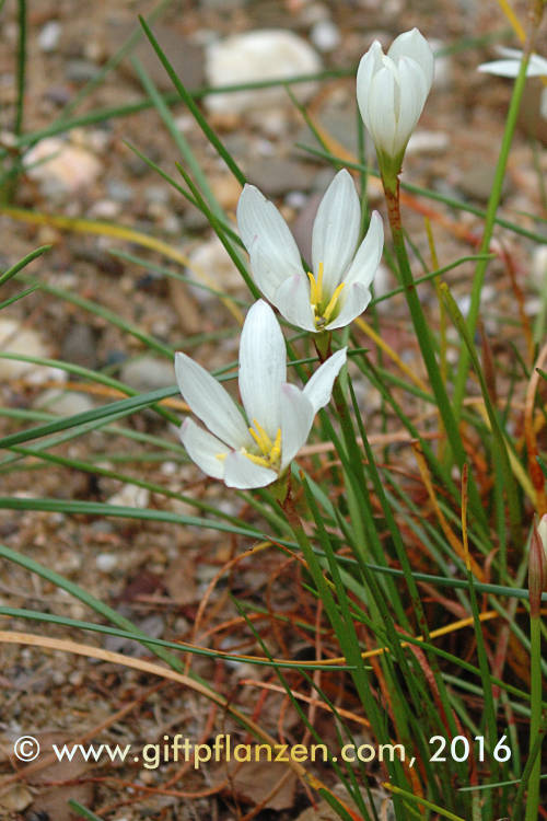 Weie Regenlilie (Zephyranthes candida)