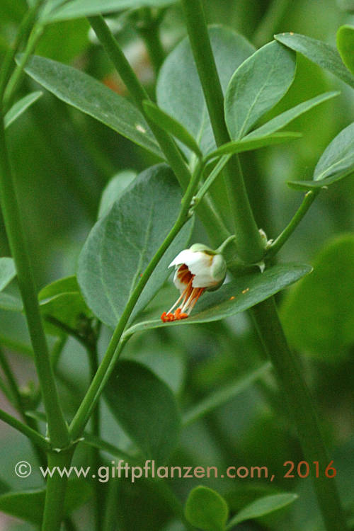 Bohnenhnliches Jochblatt (Zygophyllum fabago)