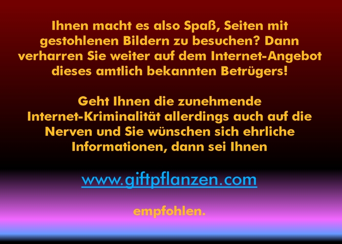 Virginischer Tabak